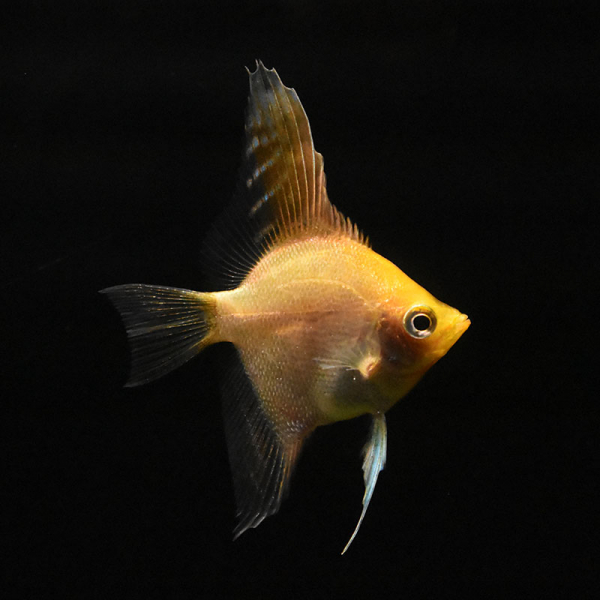 Gold Skalar, Pterophyllum scalare Gold Gold Skalar, Pterophyllum scalare Gold